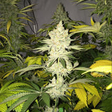 Little Chief "Tangie Ghost Train" Limited Edition Feminised Cannabis Seeds