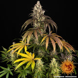 Barney's Farm "Trainwreck" Feminised Cannabis Seeds