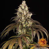 Barney's Farm "Trainwreck" Feminised Cannabis Seeds