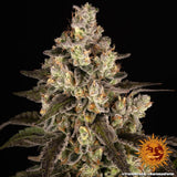 Barney's Farm "Trainwreck" Feminised Cannabis Seeds