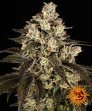 Barney's Farm "Trainwreck" Feminised Cannabis Seeds