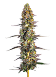 Growers Choice "Unicorn Wagyu" Feminised Cannabis Seeds