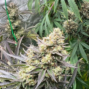 Growers Choice "White Truffle" Feminised Cannabis Seeds