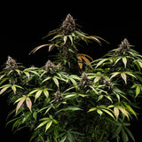 Royal Queen Seeds "White Widow AUTO" Feminised Cannabis Seeds