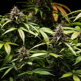 Royal Queen Seeds "White Widow AUTO" Feminised Cannabis Seeds