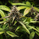 Royal Queen Seeds "White Widow AUTO" Feminised Cannabis Seeds