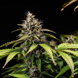 Royal Queen Seeds "White Widow AUTO" Feminised Cannabis Seeds