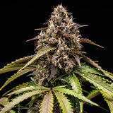 Royal Queen Seeds "White Widow AUTO" Feminised Cannabis Seeds