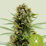 Royal Queen Seeds "White Widow AUTO" Feminised Cannabis Seeds