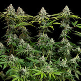 Royal Queen Seeds "White Widow" Feminised Cannabis Seeds