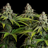 Royal Queen Seeds "White Widow" Feminised Cannabis Seeds