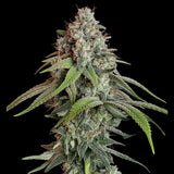Royal Queen Seeds "White Widow" Feminised Cannabis Seeds