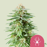 Royal Queen Seeds "White Widow" Feminised Cannabis Seeds