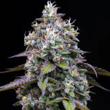 Barney's Farm "Zoap" Feminised Cannabis Seeds