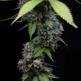 Barney's Farm "Zoap" Feminised Cannabis Seeds