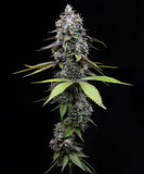 Barney's Farm "Zoap" Feminised Cannabis Seeds