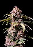 Fast Buds Amnesia Zkittlez AUTO Feminised Cannabis Seeds
