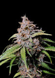 Fast Buds Amnesia Zkittlez AUTO Feminised Cannabis Seeds