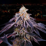 Perfect Tree Baked in Paris Feminised Cannabis Seeds