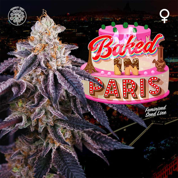Perfect Tree Baked in Paris Feminised Cannabis Seeds