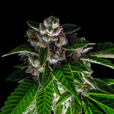 DNA Genetics Sorbet Collection Bakers Delight Feminised Seeds