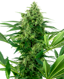 Sensi Seeds Research Banana Frosting Feminised Cannabis Seeds