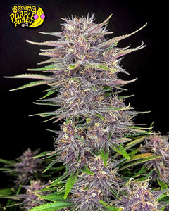 Fast Buds Banana Purple Punch AUTO Feminised Cannabis Seeds