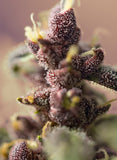 Sweet Seeds Bloody Skunk AUTO Feminised Cannabis Seeds