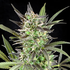 G13 Labs Blue Venom Feminised Cannabis Seeds