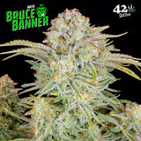 Fast Buds Bruce Banner AUTO Feminised Cannabis Seeds
