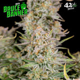 Fast Buds Bruce Banner AUTO Feminised Cannabis Seeds