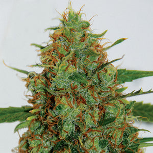 G13 Labs C99 Feminised Cannabis Seeds