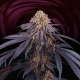 Perfect Tree Chantilly Feminised Cannabis Seeds