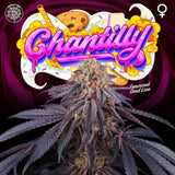 Perfect Tree Chantilly Feminised Cannabis Seeds