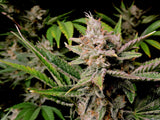 Fast Buds Cherry Cola AUTO Feminised Cannabis Seeds