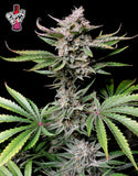 Fast Buds Cherry Cola AUTO Feminised Cannabis Seeds