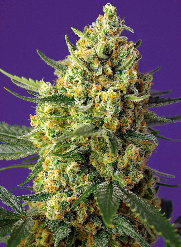Sweet Seeds Crystal Candy XL AUTO Feminised Cannabis Seeds