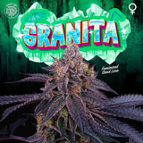 Perfect Tree Granita Feminised Cannabis Seeds