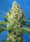 Sweet Seeds Jack 47 XL AUTO Feminised Cannabis Seeds