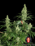 Serious Seeds Kali Mist Feminised Cannabis Seeds