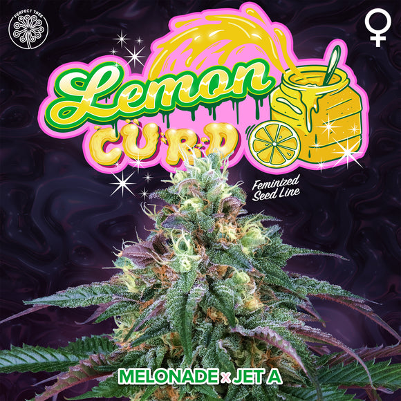 Perfect Tree Lemon Curd Feminised Cannabis Seeds