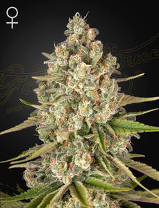 Greenhouse Seed Co. Lost Pearl Feminised Cannabis Seeds