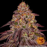 Barney's Farm Mimosa x Orange Punch AUTO Feminised Cannabis Seeds