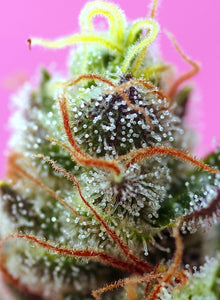 Sweet Seeds Mimosa XL AUTO Feminised Cannabis Seeds