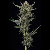 Humboldt Seed Co. Notorious THC Feminised Cannabis Seeds