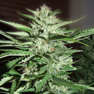 G13 Labs Pineapple Express Feminised Cannabis Seeds