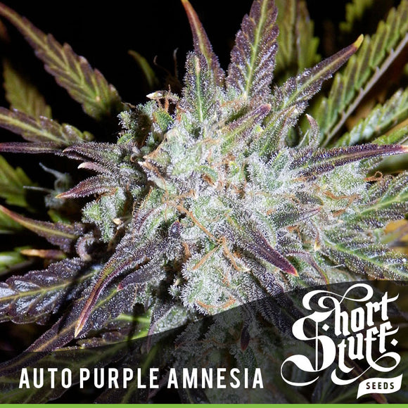Short Stuff AUTO Purple Amnesia Feminised Seeds