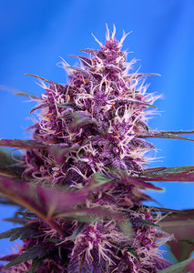 Sweet Seeds Red Poison AUTO Feminised Cannabis Seeds