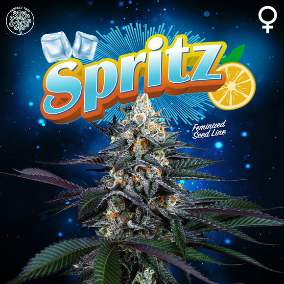 Perfect Tree Spritz Feminised Cannabis Seeds