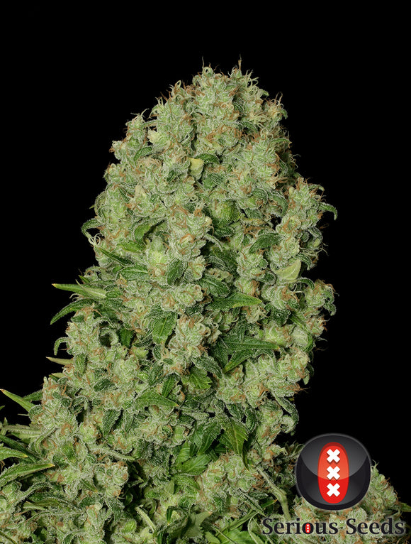 Serious Seeds White Russian Feminised Cannabis Seeds